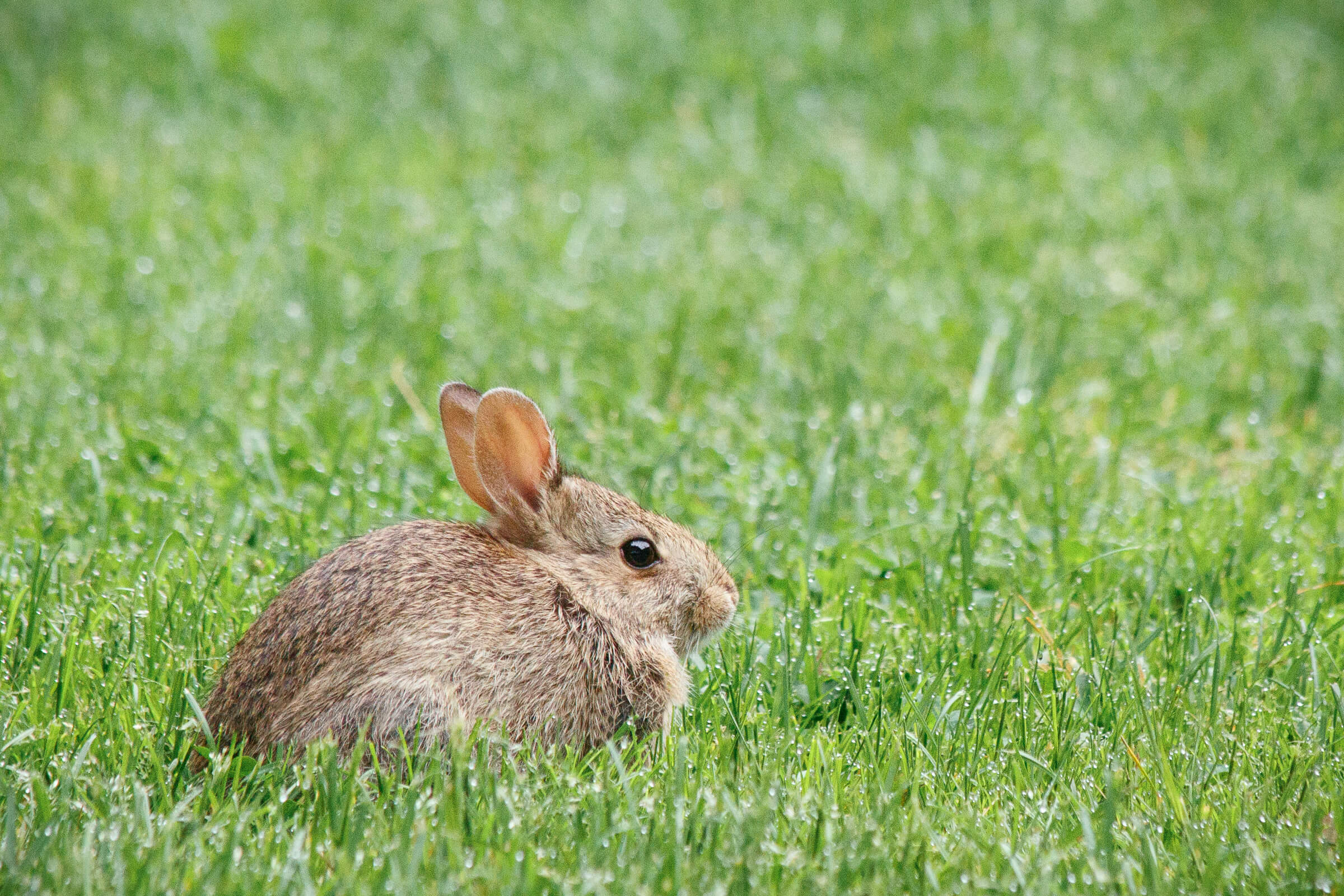 Rabbits