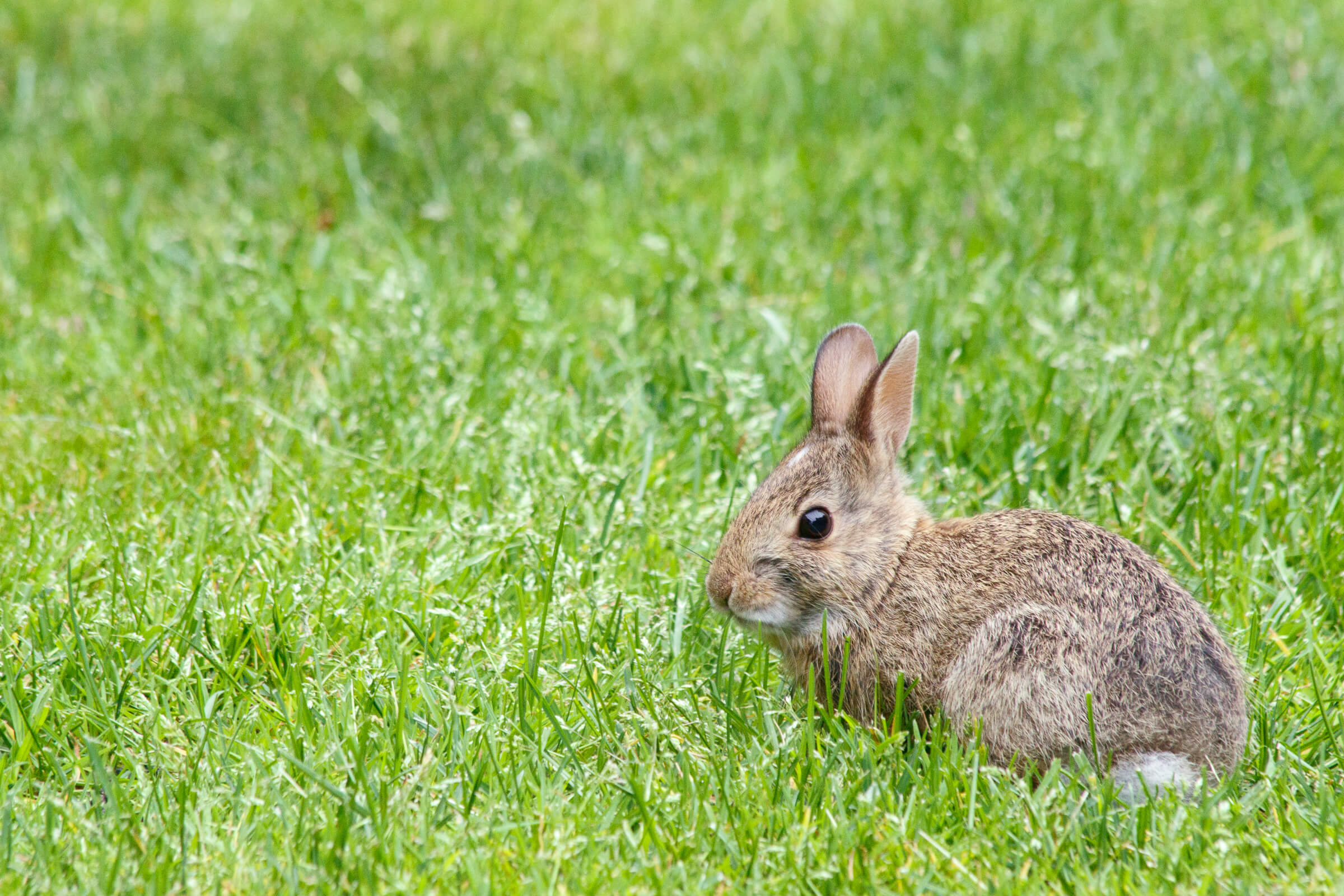 Rabbits