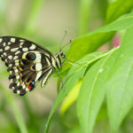 The Butterfly Place 2019