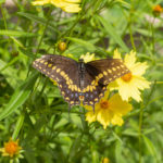 Butterflies of Cape Cod 2019