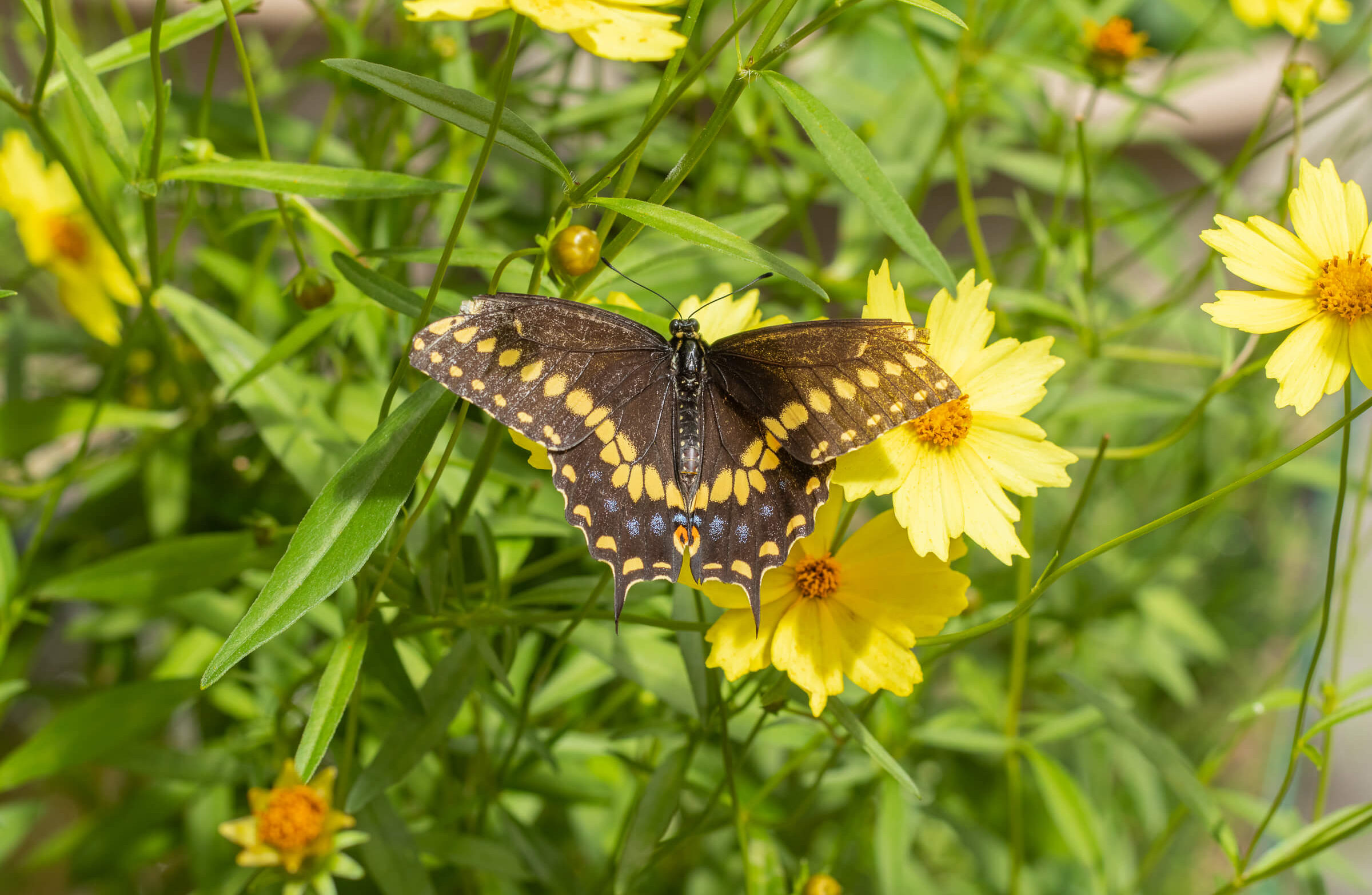 Butterflies of Cape Cod 2019