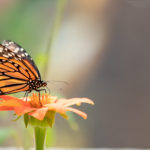 Butterflies of Cape Cod 2019