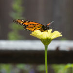 Butterflies of Cape Cod 2019